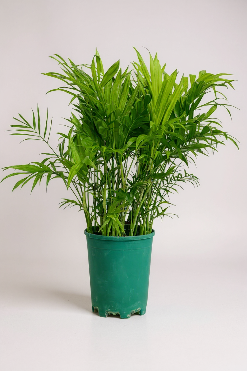 Parlour Palm