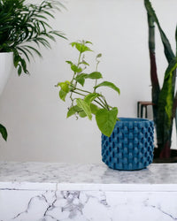 Passion Fruit - grow pot - Potted plant - Tumbleweed Plants - Online Plant Delivery Singapore