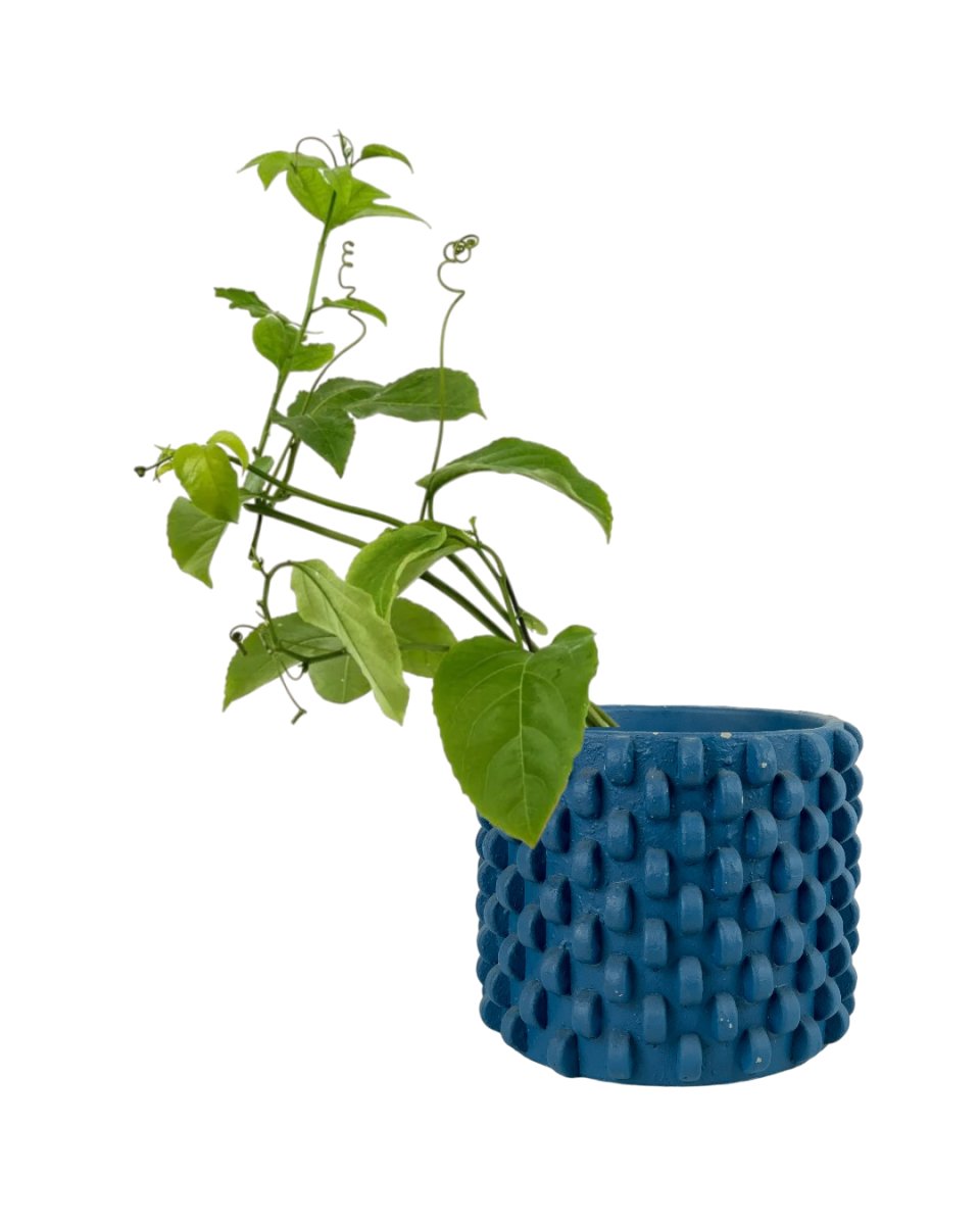 Passion Fruit - grow pot - Potted plant - Tumbleweed Plants - Online Plant Delivery Singapore