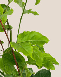 Passion Fruit - grow pot - Potted plant - Tumbleweed Plants - Online Plant Delivery Singapore