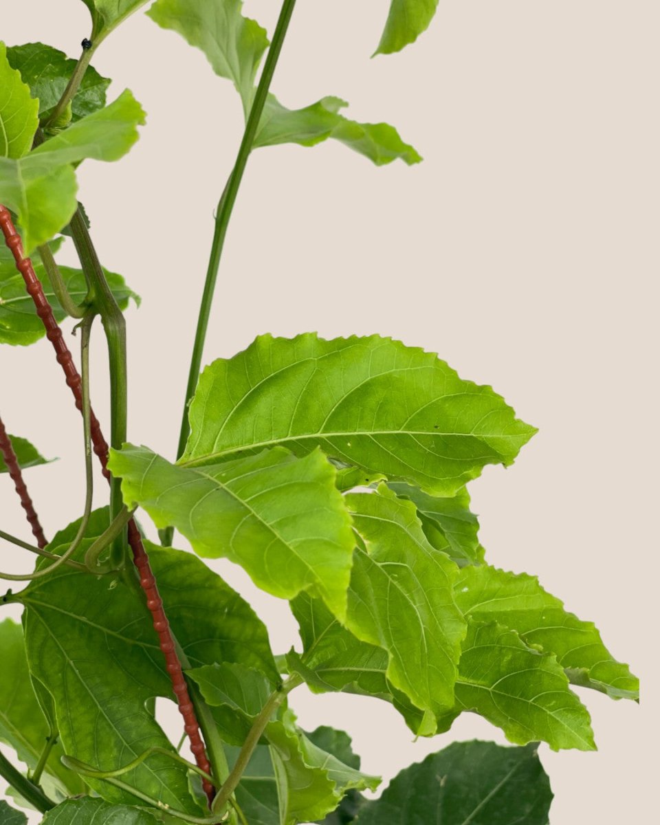 Passion Fruit - grow pot - Potted plant - Tumbleweed Plants - Online Plant Delivery Singapore