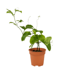 Passion Fruit - Potted plant - POTT - PASS - GRW - 5250 - Tumbleweed Plants - Online Plant Delivery Singapore