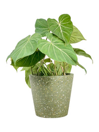 Philodendron Gloriosum - grow pot - Potted plant - Tumbleweed Plants - Online Plant Delivery Singapore