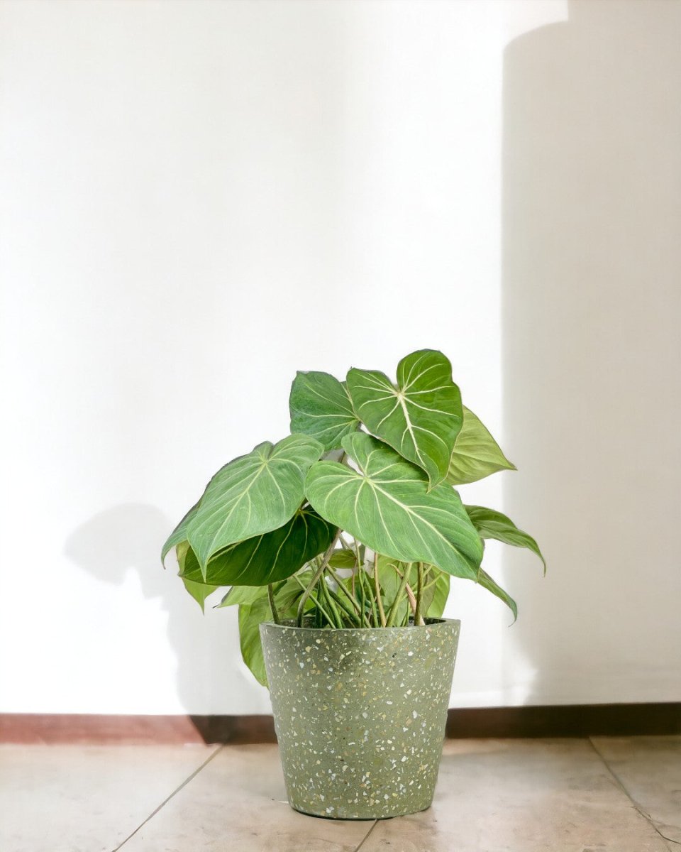 Philodendron Gloriosum - grow pot - Potted plant - Tumbleweed Plants - Online Plant Delivery Singapore