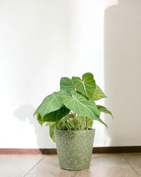 Philodendron Gloriosum - grow pot - Potted plant - Tumbleweed Plants - Online Plant Delivery Singapore