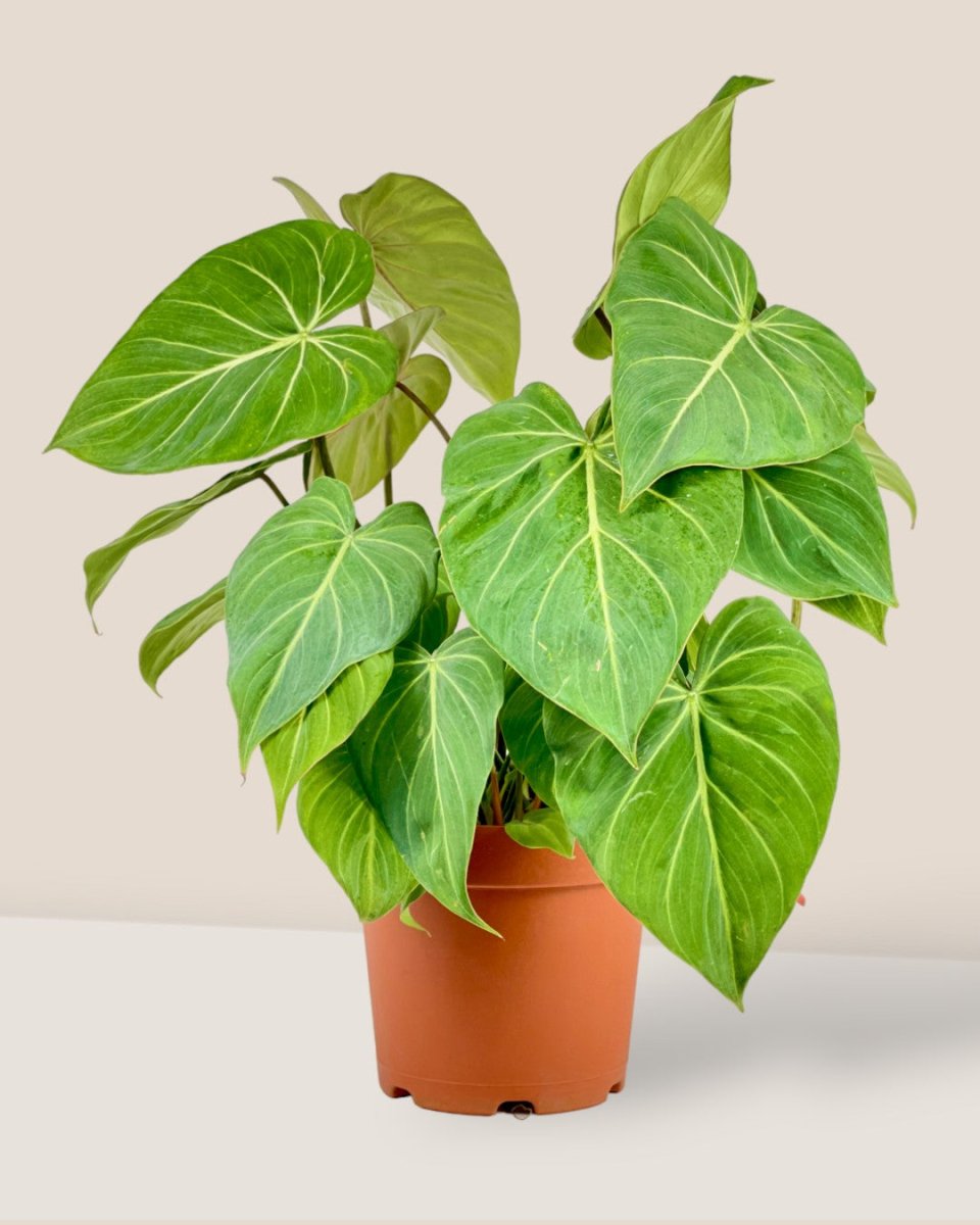 Philodendron Gloriosum - grow pot - Potted plant - Tumbleweed Plants - Online Plant Delivery Singapore
