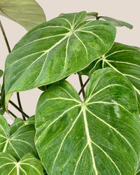 Philodendron Gloriosum - grow pot - Potted plant - Tumbleweed Plants - Online Plant Delivery Singapore
