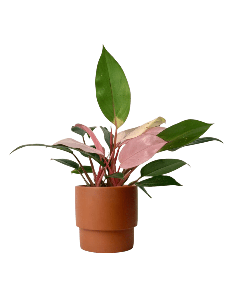 philodendron congo flower Philodendron Pink Congo