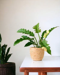 Philodendron Ring of Fire - grow pot - Potted plant - Tumbleweed Plants - Online Plant Delivery Singapore