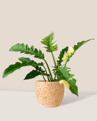 Philodendron Ring of Fire - grow pot - Potted plant - Tumbleweed Plants - Online Plant Delivery Singapore