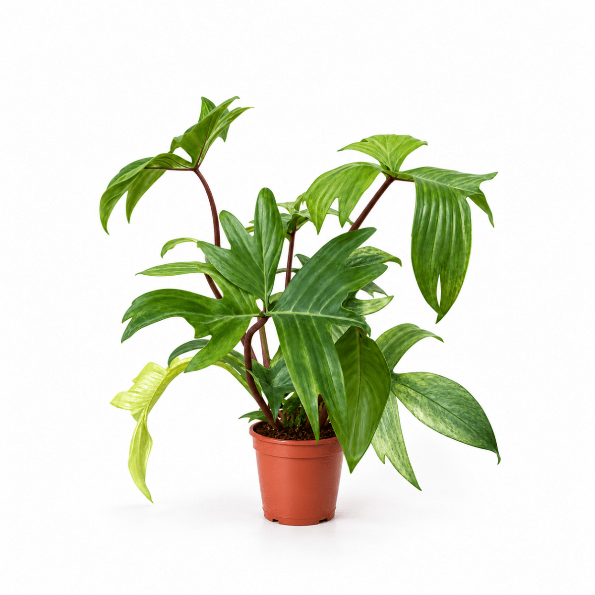 Philodendron Florida Ghost - Potted plant - POTT-PHIL-GRW-6250 - Tumbleweed Plants - Online Plant Delivery Singapore
