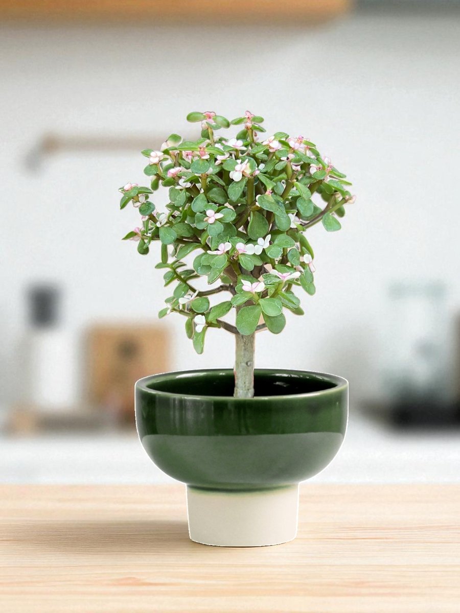 jade plant pink Buy Best Pink Jade (Crassula Ovata) Bonsai Tree