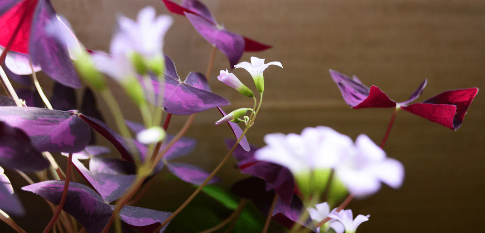 Oxalis Plant Care
