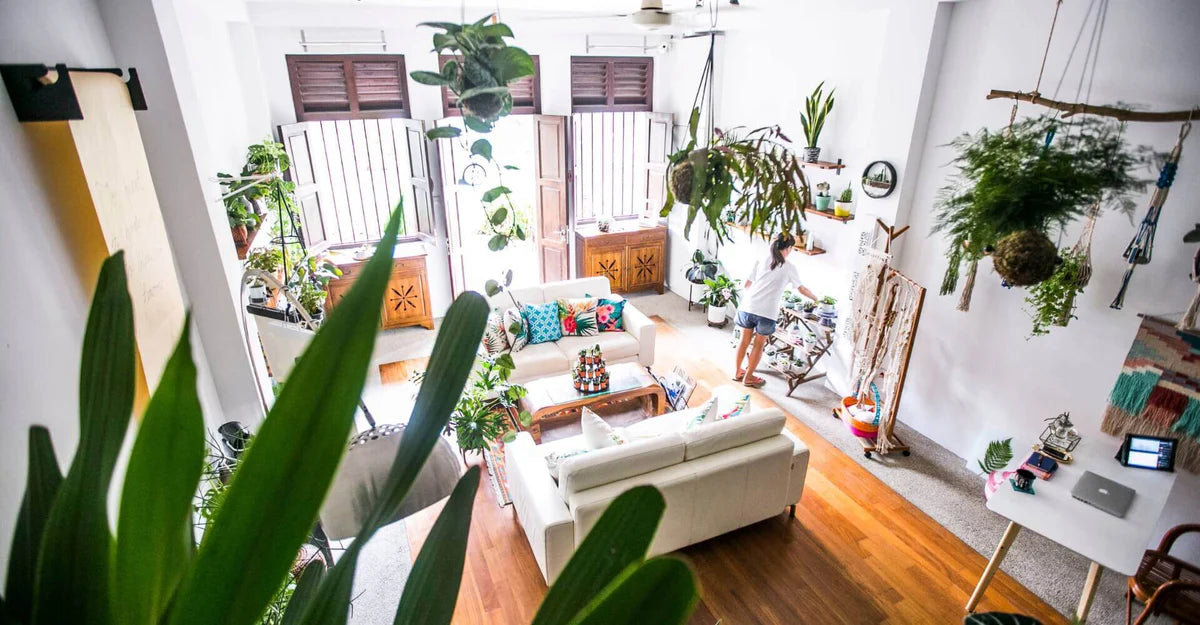 A bright living room with plants