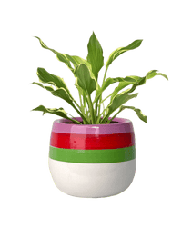 Plantain Lily - poppy planter - buzz lightyear - Potted plant - Tumbleweed Plants - Online Plant Delivery Singapore
