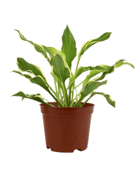 Plantain Lily - grow pot - Potted plant - Tumbleweed Plants - Online Plant Delivery Singapore