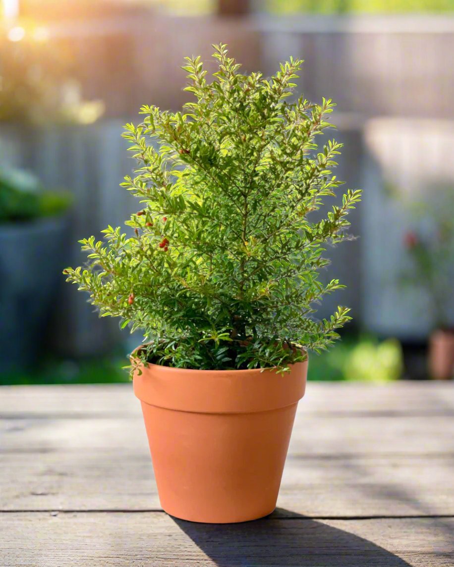 pomegranate house plant Pomegranate Standard: Sun-Loving Outdoor Plant