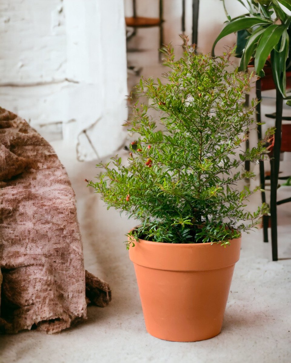 Pomegranate Plant (0.8m) - grow pot - Potted plant - Tumbleweed Plants - Online Plant Delivery Singapore