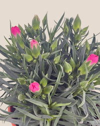 Potted Growing Carnation - white short polly - Potted plant - Tumbleweed Plants - Online Plant Delivery Singapore