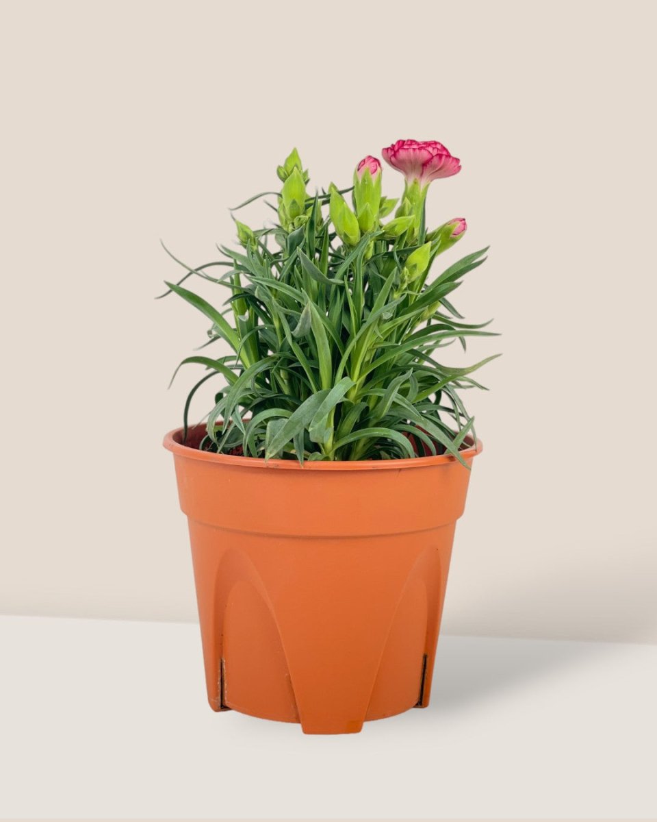 Potted Growing Carnation - white short polly - Potted plant - Tumbleweed Plants - Online Plant Delivery Singapore