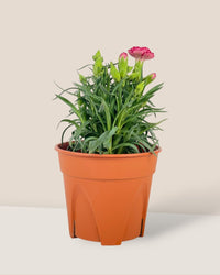 Potted Growing Carnation - white short polly - Potted plant - Tumbleweed Plants - Online Plant Delivery Singapore