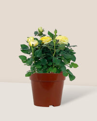 Potted Mini Rose - black etch pot - Potted plant - Tumbleweed Plants - Online Plant Delivery Singapore