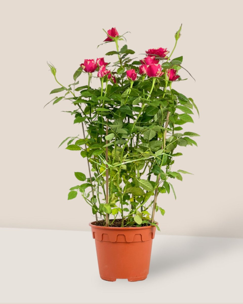 Potted Rose (0.4m) - grow pot - Potted plant - Tumbleweed Plants - Online Plant Delivery Singapore