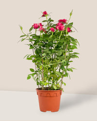 Potted Rose (0.4m) - grow pot - Potted plant - Tumbleweed Plants - Online Plant Delivery Singapore