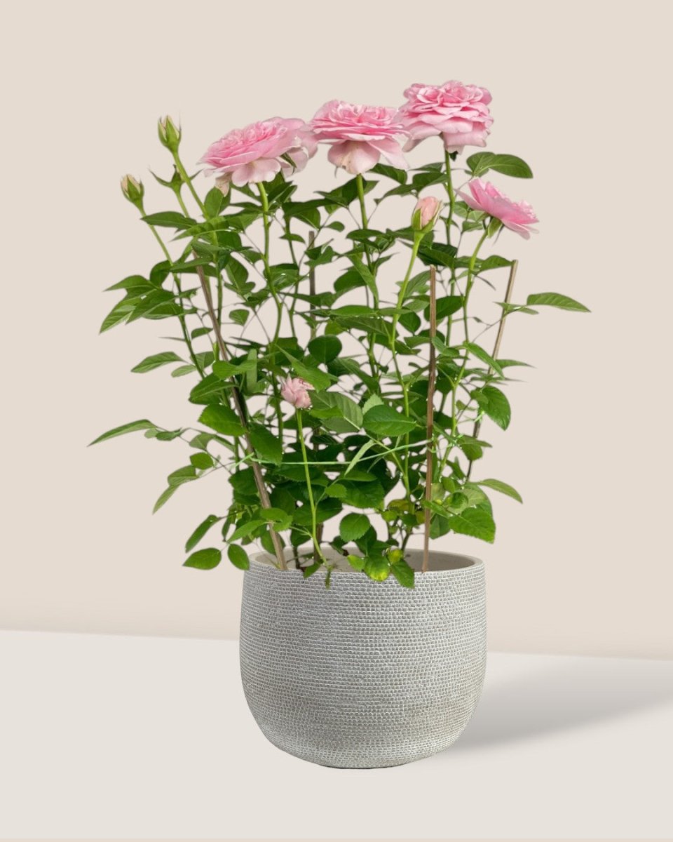 Potted Rose (0.4m) - grow pot - Potted plant - Tumbleweed Plants - Online Plant Delivery Singapore