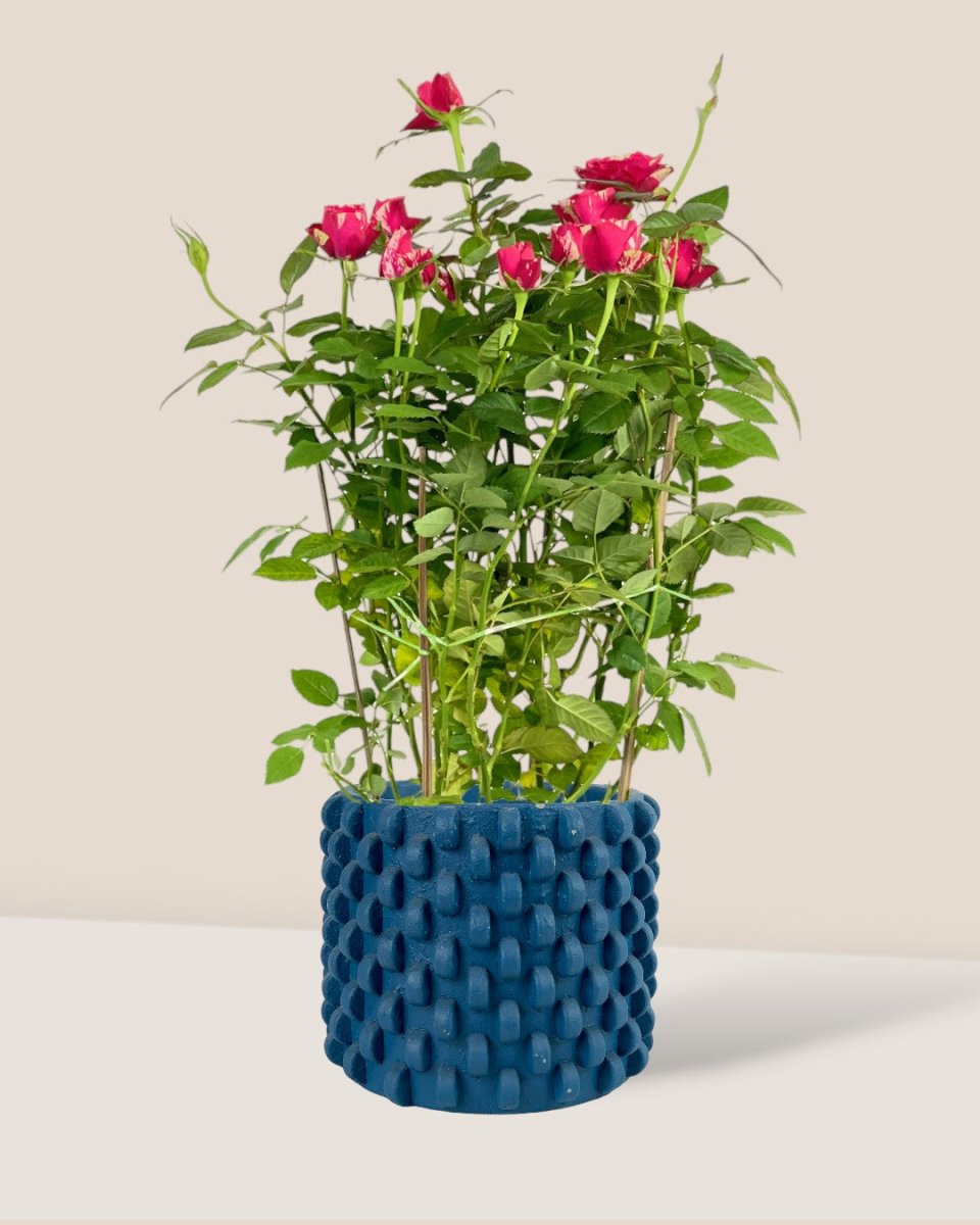 Potted Rose (0.4m) - grow pot - Potted plant - Tumbleweed Plants - Online Plant Delivery Singapore