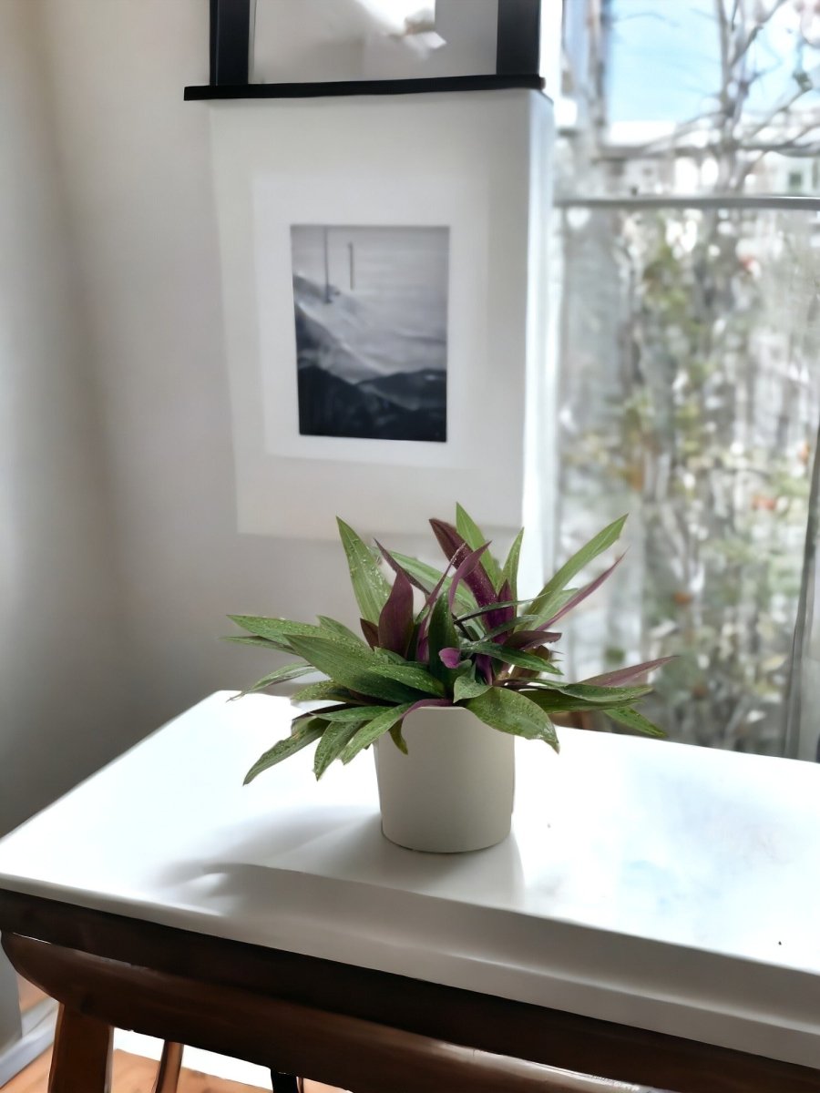 Rhoeo Plant - grow pot - Potted plant - Tumbleweed Plants - Online Plant Delivery Singapore