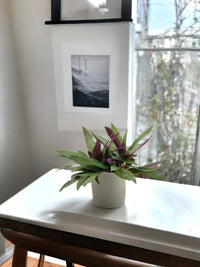 Rhoeo Plant - grow pot - Potted plant - Tumbleweed Plants - Online Plant Delivery Singapore