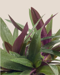 Rhoeo Plant - grow pot - Potted plant - Tumbleweed Plants - Online Plant Delivery Singapore