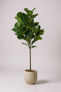 Fiddle-leaf Fig (Life-like Artificial) - Potted plant -  Tumbleweed Plants