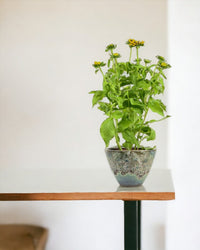 Rudbeckia Hirta Plant - jade sea cone planter - Potted plant - Tumbleweed Plants - Online Plant Delivery Singapore