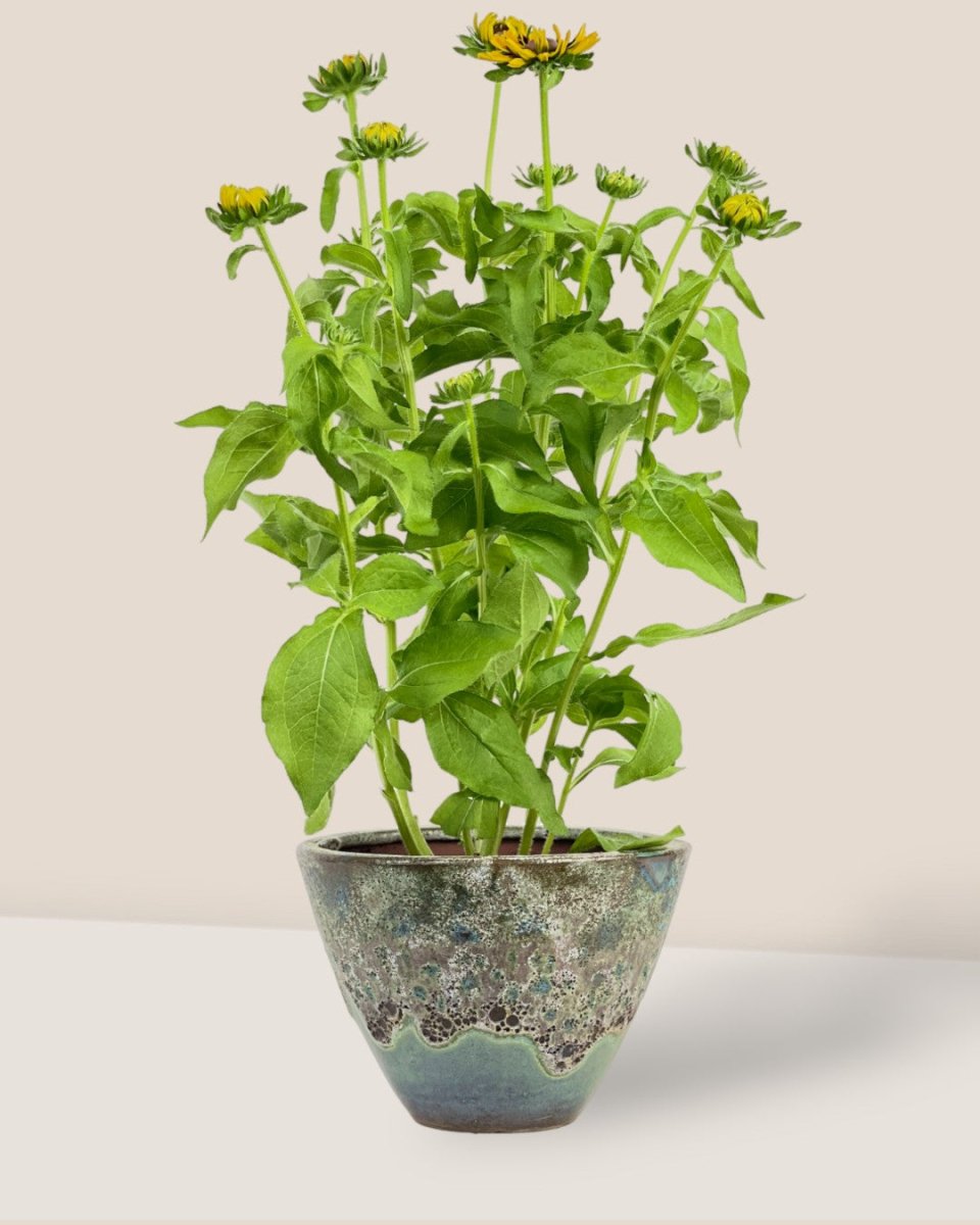 Rudbeckia Hirta Plant - jade sea cone planter - Potted plant - Tumbleweed Plants - Online Plant Delivery Singapore