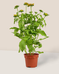 Rudbeckia Hirta Plant - grow pot - Potted plant - Tumbleweed Plants - Online Plant Delivery Singapore