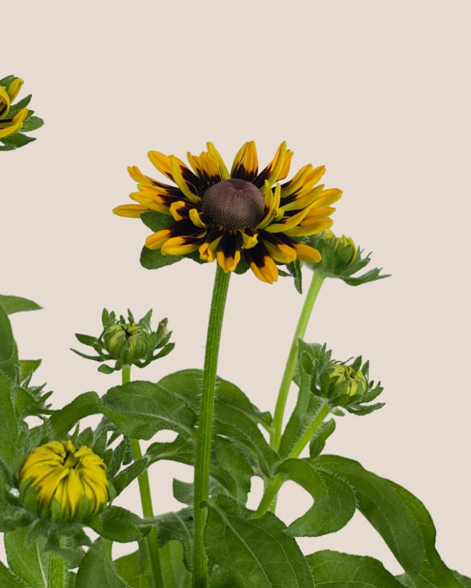 Rudbeckia Hirta Plant - grow pot - Potted plant - Tumbleweed Plants - Online Plant Delivery Singapore