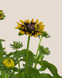 Rudbeckia Hirta Plant - grow pot - Potted plant - Tumbleweed Plants - Online Plant Delivery Singapore