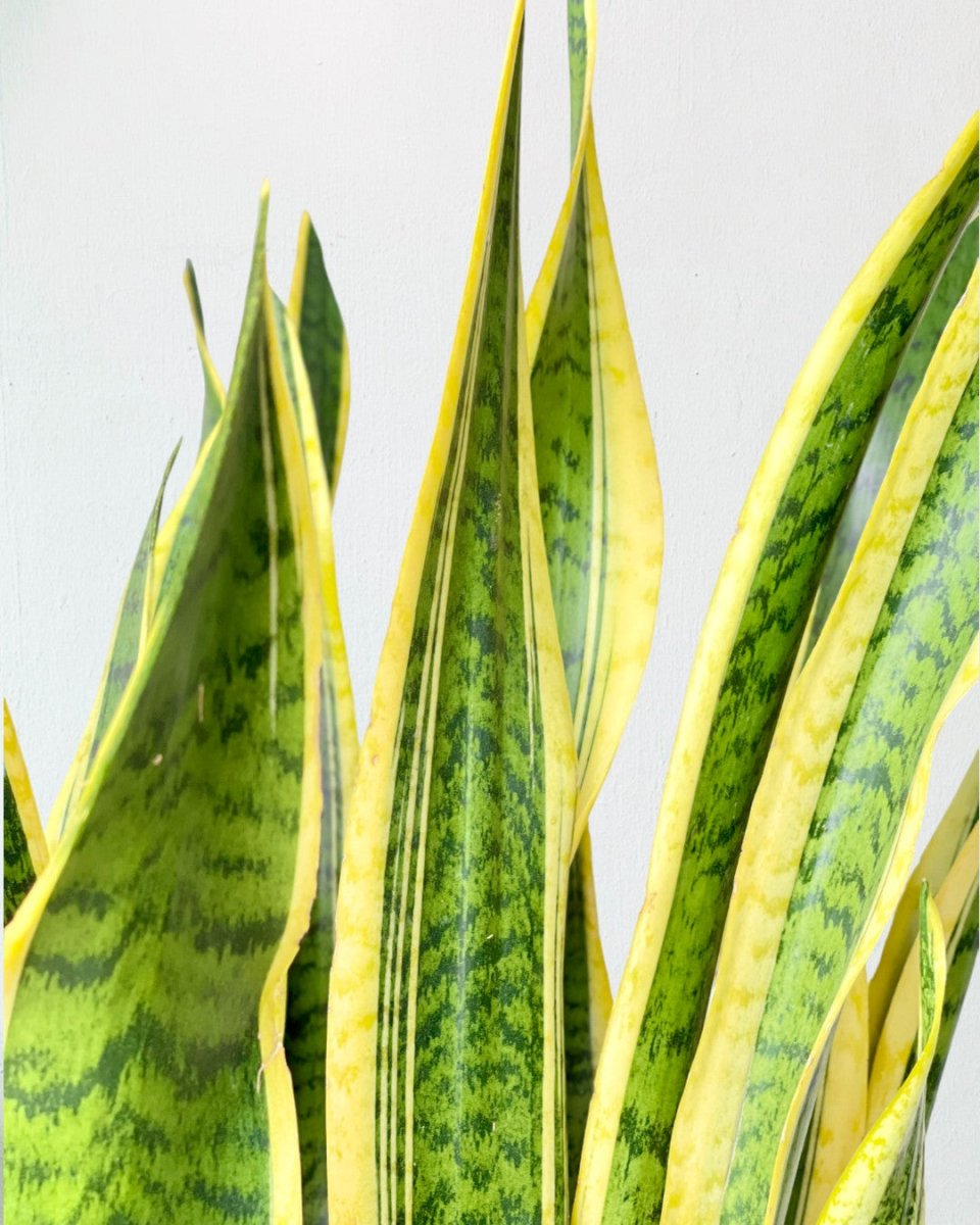 Sanseviera Trifasciata Laurentii (1.0m) - grow pot - Potted plant - Tumbleweed Plants - Online Plant Delivery Singapore