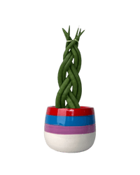 Sansevieria Skyline Twist paired with poppy planter - rapunzel