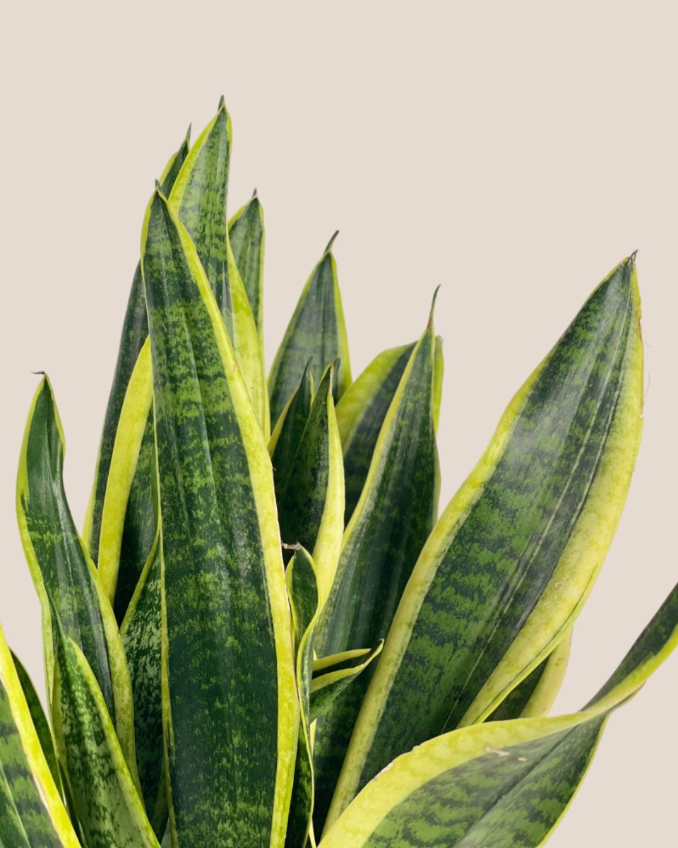 Sansevieria Trifasciata Laurentii (0.5m) - grow pot - Potted plant - Tumbleweed Plants - Online Plant Delivery Singapore