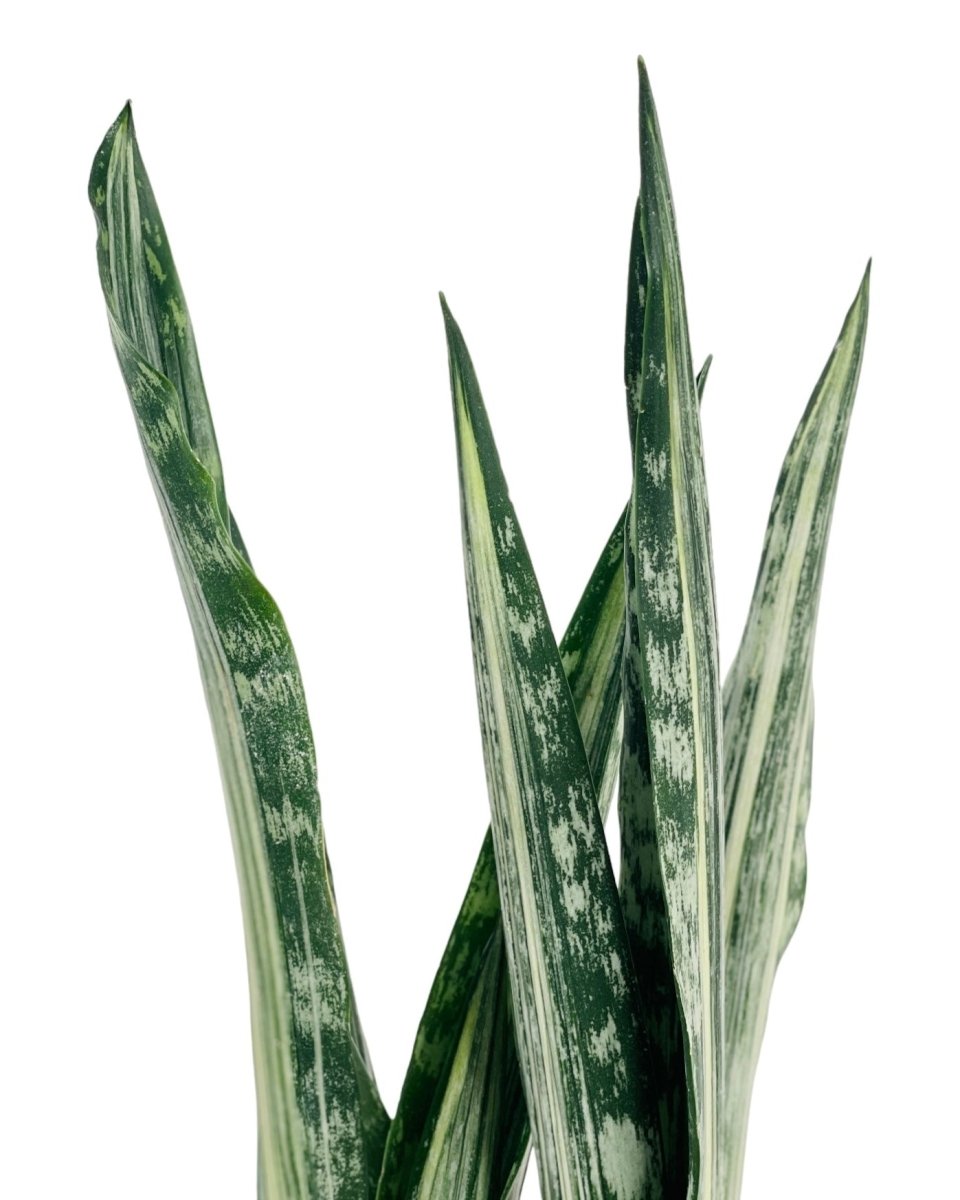 Sansevieria Trifasciata 'Bantel's Sensation'