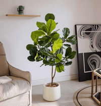 Fiddle - leaf Fig (Life - like Artificial) - Potted plant - POTT - FIDD - 5438 - Tumbleweed Plants - Online Plant Delivery Singapore