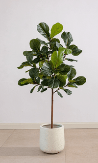 Fiddle - leaf Fig (Life - like Artificial) - Potted plant - POTT - FIDD - RNDM - 7475 - Tumbleweed Plants - Online Plant Delivery Singapore