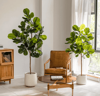 Fiddle - leaf Fig (Life - like Artificial) - Potted plant - POTT - FIDD - GRWM - 7476 - Tumbleweed Plants - Online Plant Delivery Singapore