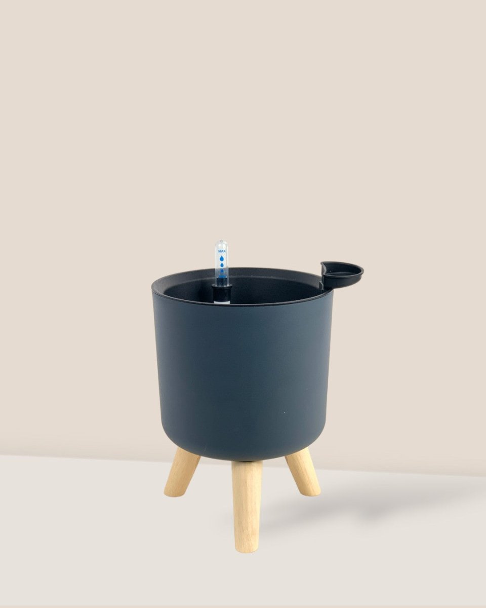 Small Self Watering Pot with Stand - black - Pot - Tumbleweed Plants - Online Plant Delivery Singapore