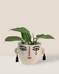 Silver Sword Plant - grow pot - Potted plant - Tumbleweed Plants - Online Plant Delivery Singapore