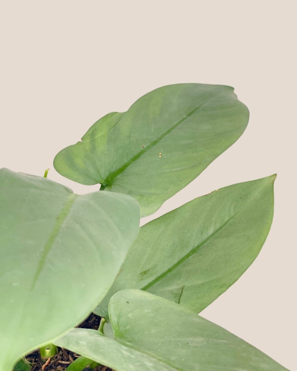 Silver Sword Plant - grow pot - Potted plant - Tumbleweed Plants - Online Plant Delivery Singapore