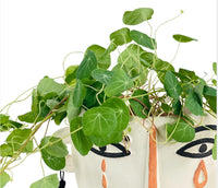 Stephania Erecta - terracotta pot - Potted plant - Tumbleweed Plants - Online Plant Delivery Singapore